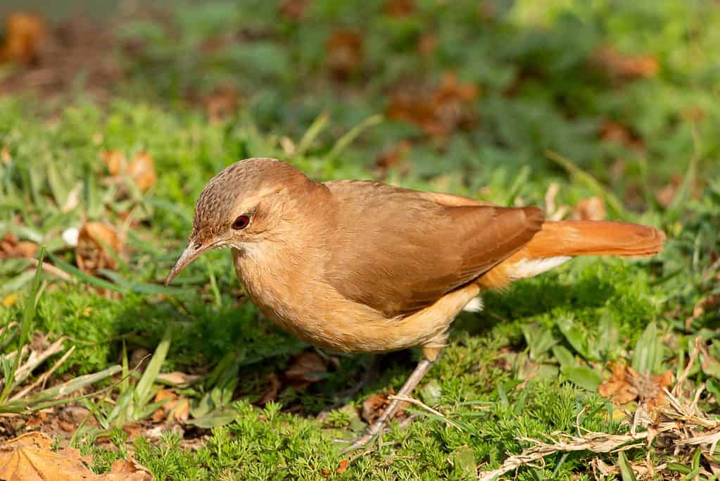 The rufous hornero (Furnarius rufus) is the national bird of Argentina.