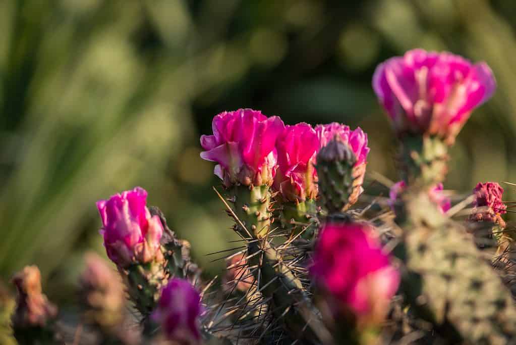 The blooms of the prickly pear are bright and vibrant.