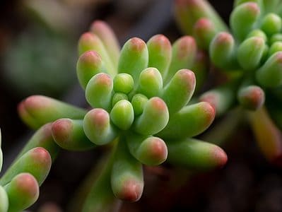 A 4 Types of Jelly Bean Succulents
