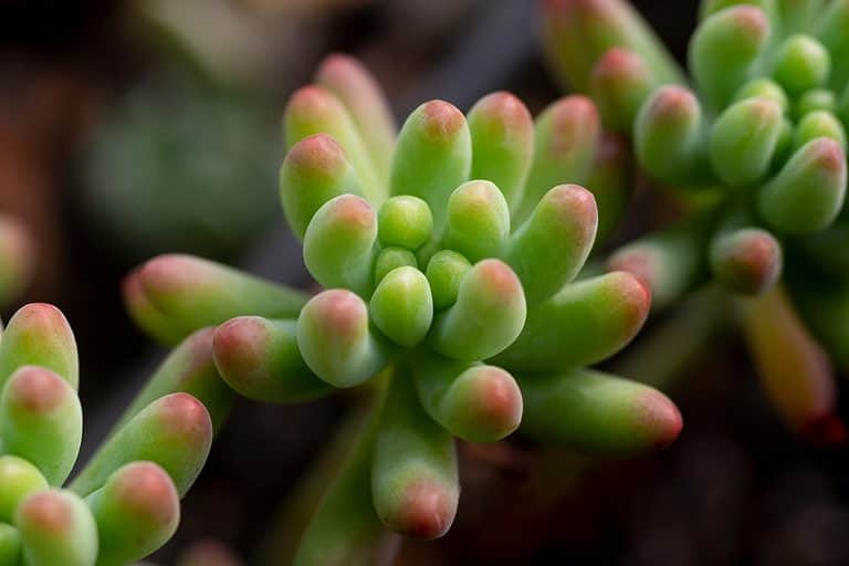 Close-up of a green jelly bean succulent with red tips