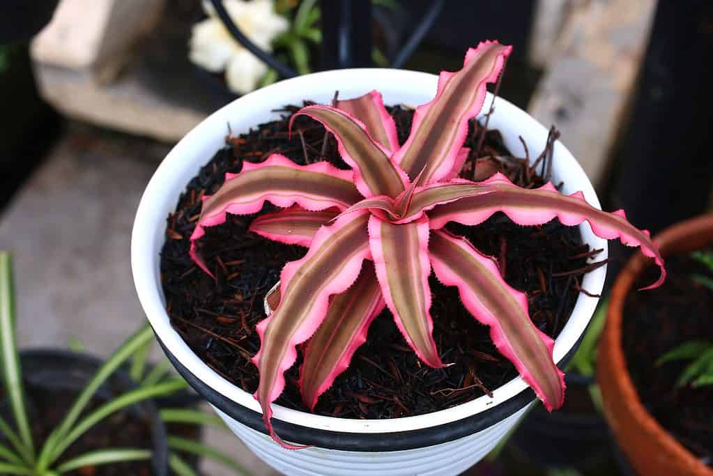 Cryptanthus aka earth stars plant growing in a pot