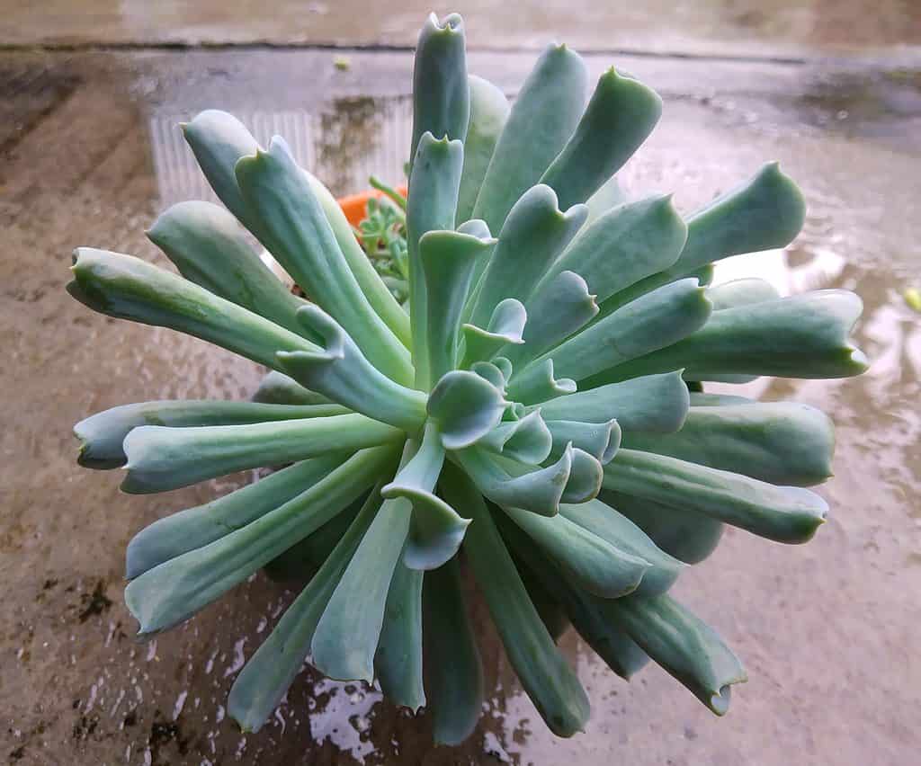 The inversely-folded leaves of the Mexican hens and chicks ‘topsy turvy’ plant