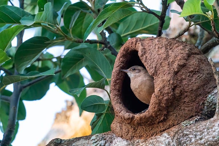 The rufous hornero (Furnarius rufus)