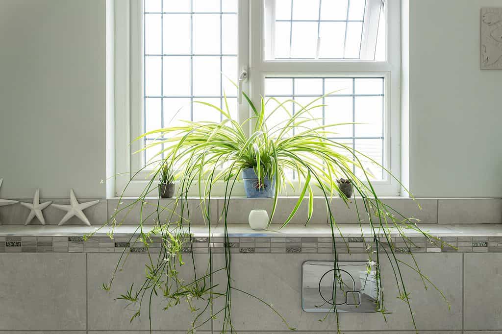 A very large spider plant growing out of a pot on a bathroom windowsill. A very easy houseplant a propagate in water.