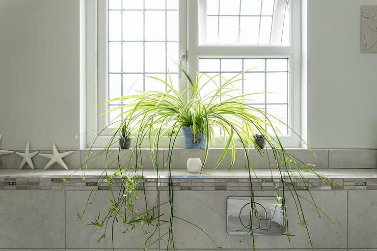 Spider Plant Light Requirements: Everything You Need To Know - A-Z Animals