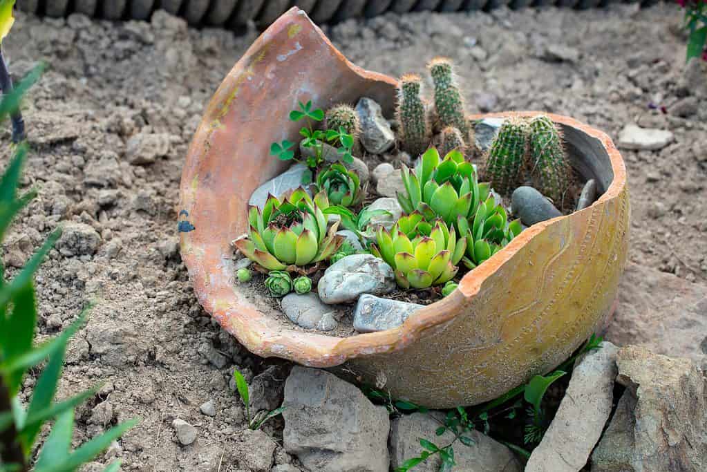 Succulent plants in a big broken ceramic pot.