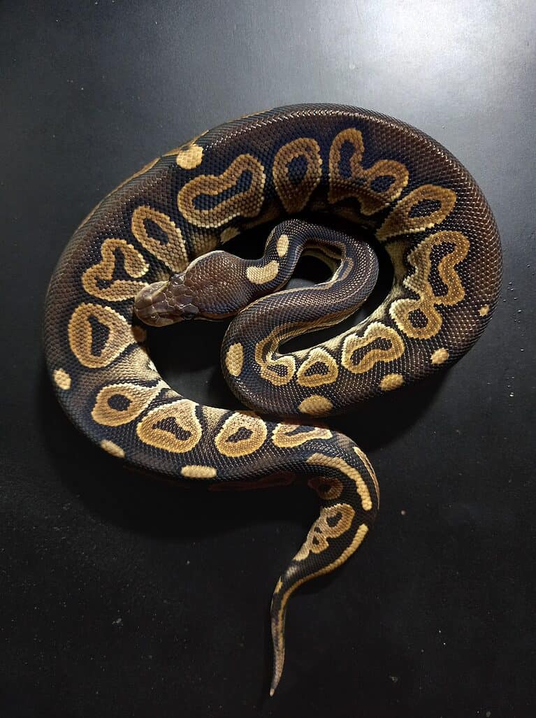 Cinnamon ball python
