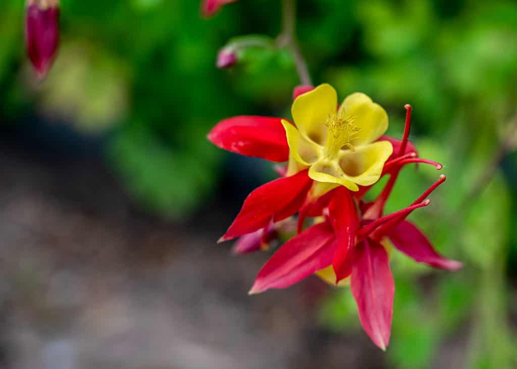 eastern red columbine