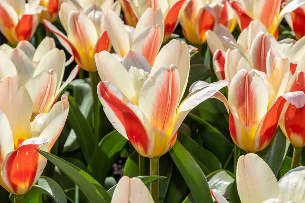 Numerous Heart's Delight Tulips with pink and creamy white petals