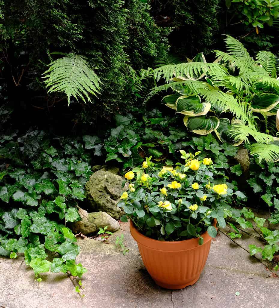 Yellow miniature roses growing out of a pot near a green garden