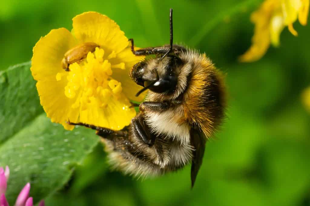 Bee on a yellow buttercup flower