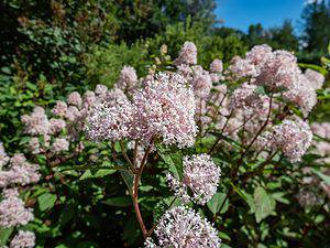 12 Native Plants in New Jersey Picture