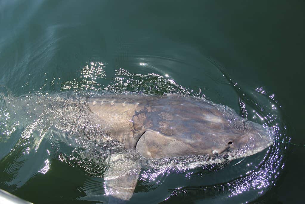 White sturgeon in the Columbia River