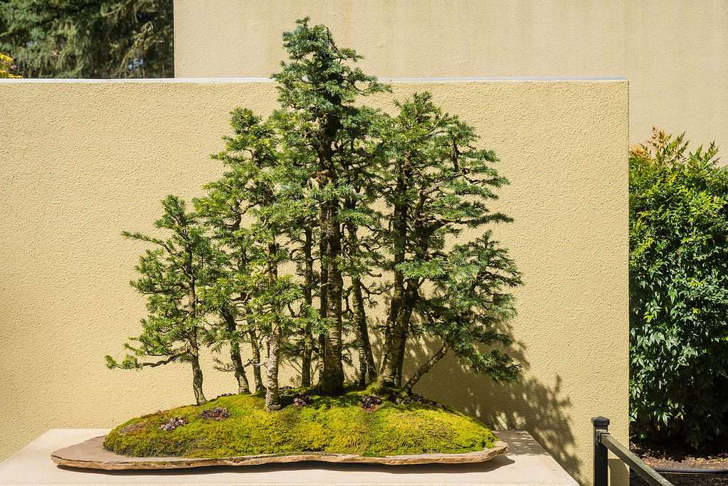 Rocky mountain fir bonsai forest