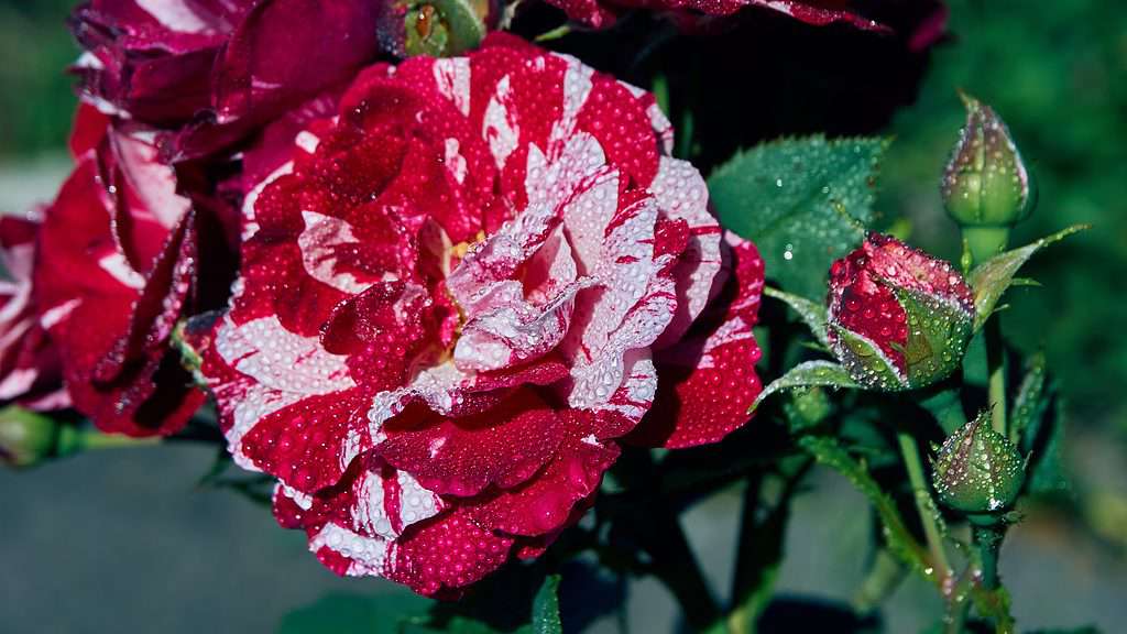 A closeup of the rare Papageno rose with mottled cream and pink-red petals