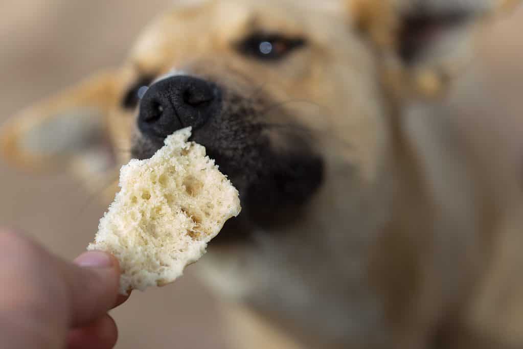 dog eats a piece of bread