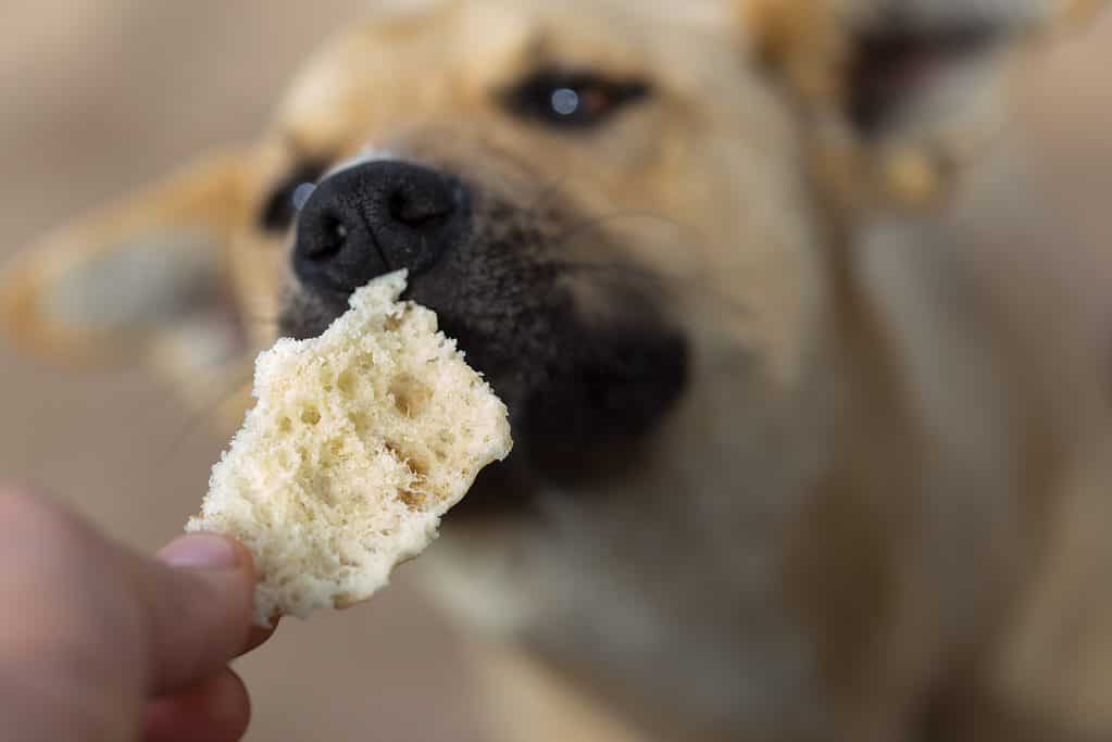 can dog have garlic bread