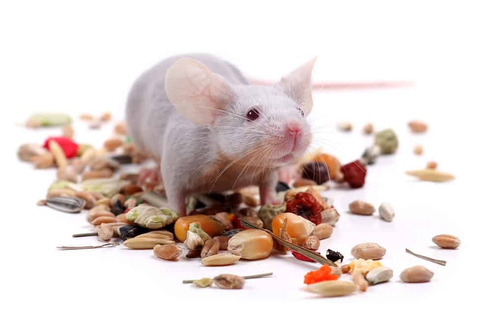 Light-colored fancy mouse with seeds on a white background.