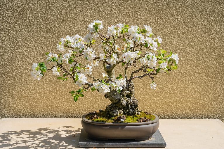 flowering apple bonsai