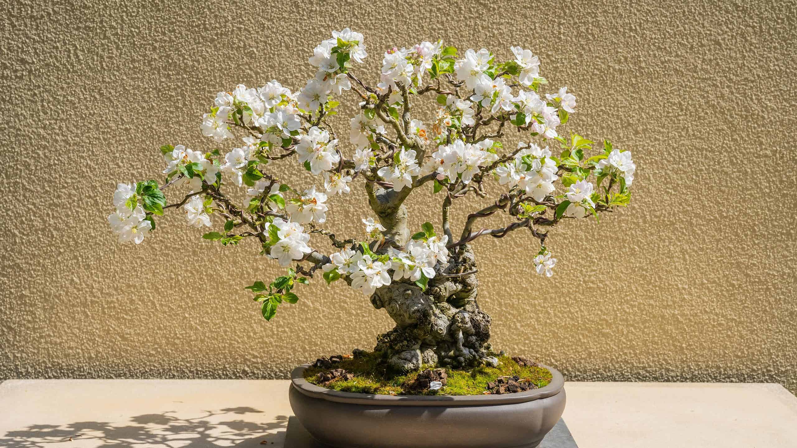 apple bonsai tree