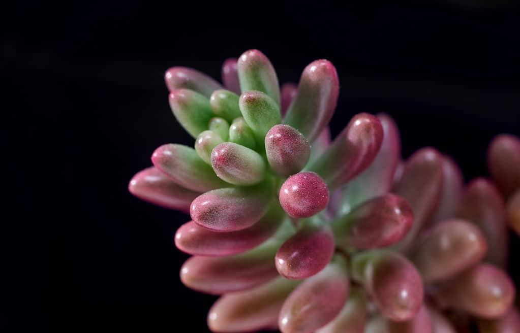 The pink jelly bean succulent plant with pink and green leaves