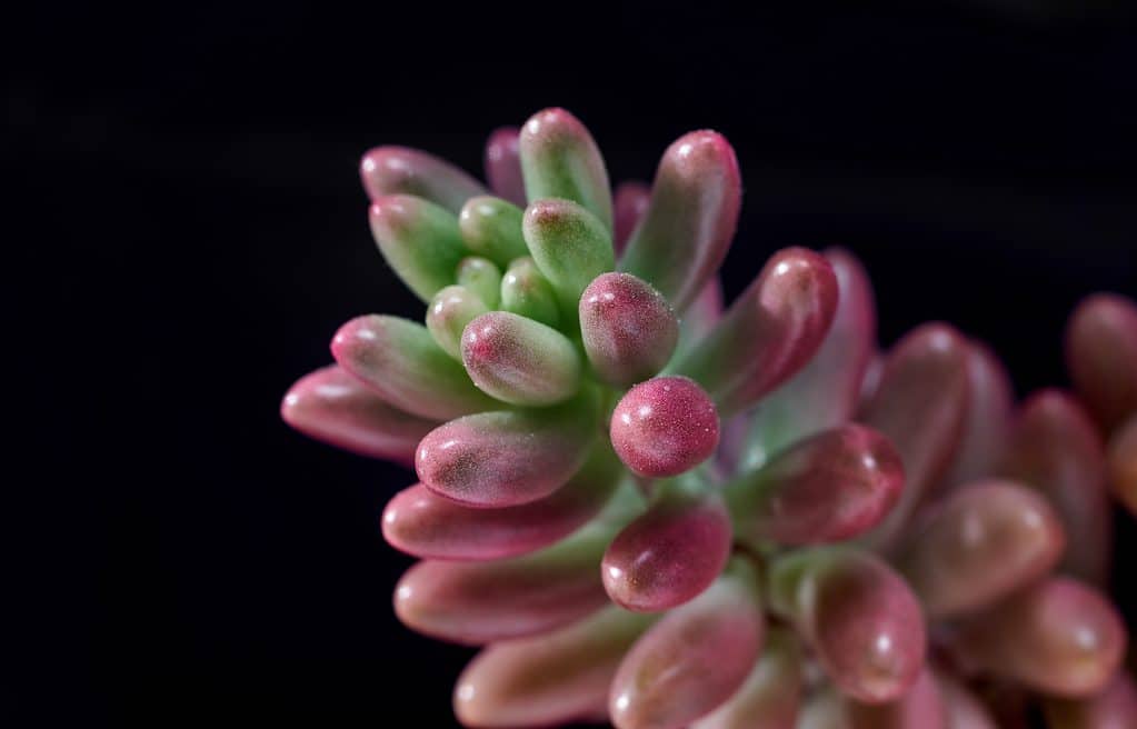 The pink jelly bean plant with pink and green leaves