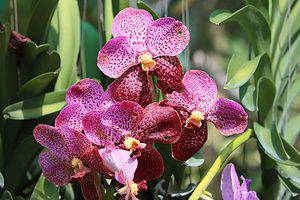 Orchid Fertilizer: Do You Need It and Other Tips Picture