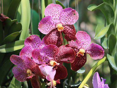 A Orchid Fertilizer: Do You Need It and Other Tips