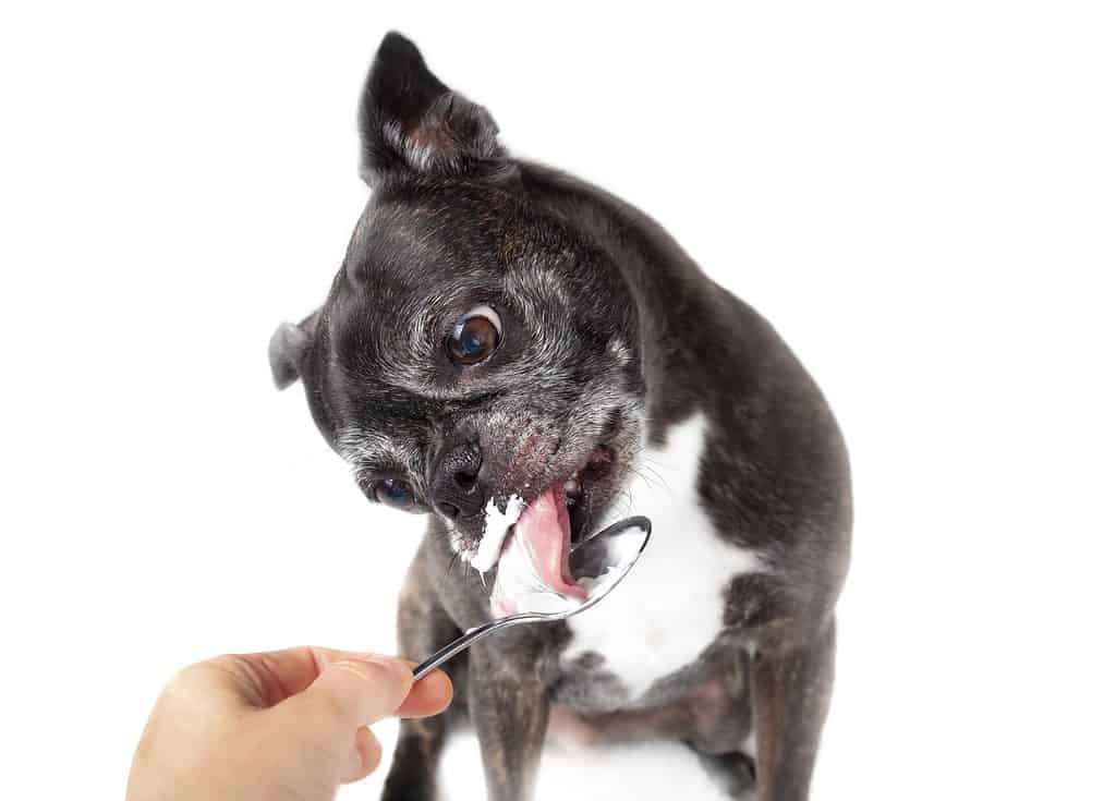 Senior dog licking baby food from spoon