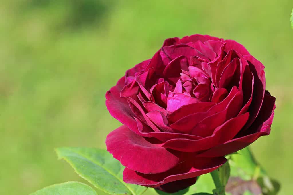 A closeup of the vibrant red Souvenir Du Docteur Jamain rose against a green field background