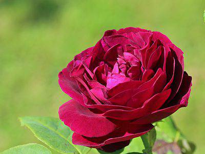 A 12 Types Of Old Fashioned Red Roses