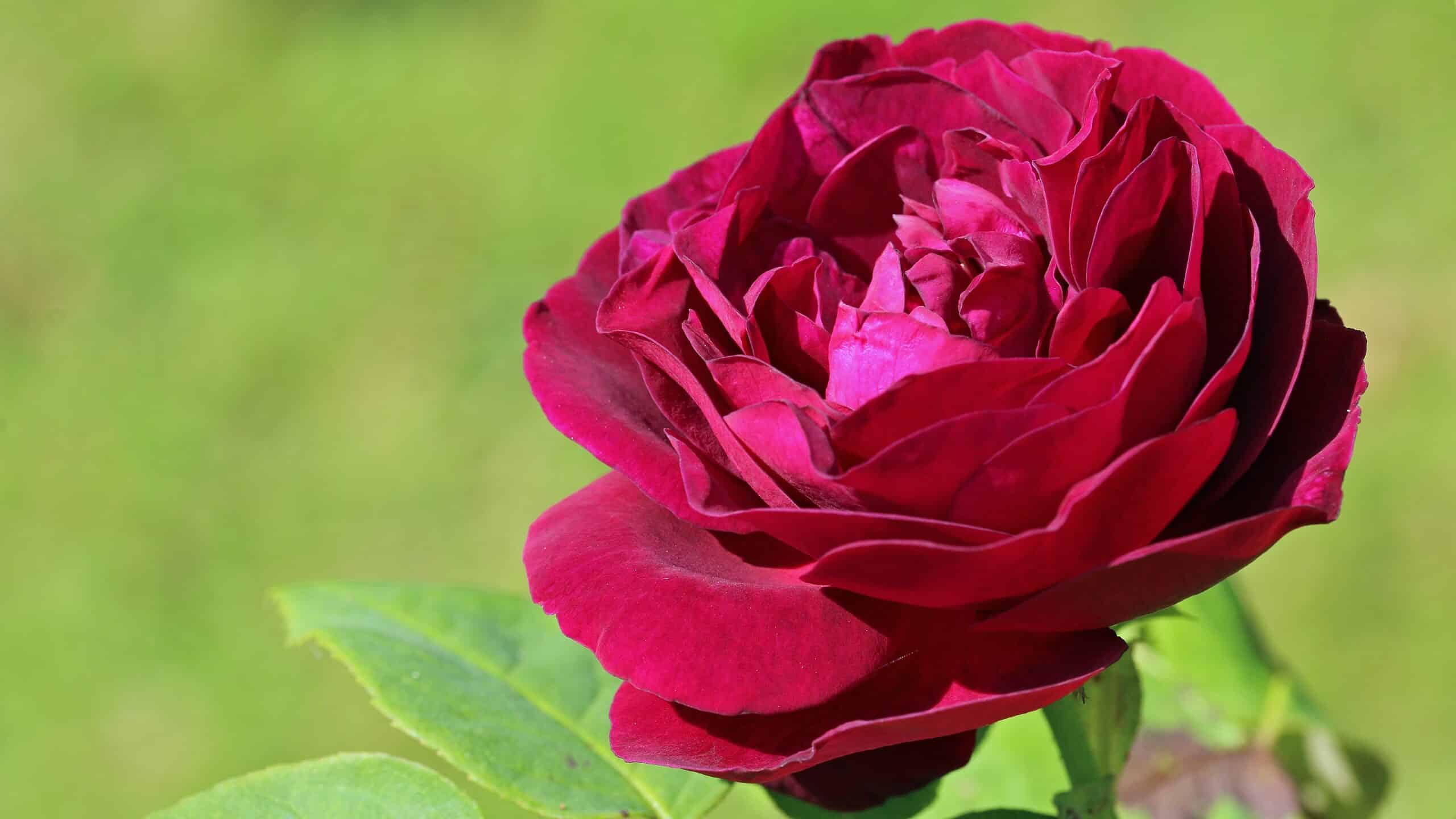 12 Types Of Old Fashioned Red Roses - AZ Animals