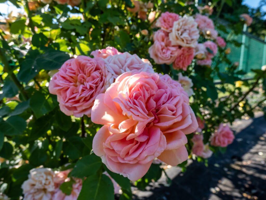 A closeup of the pink climbing rose or Alchymist rose