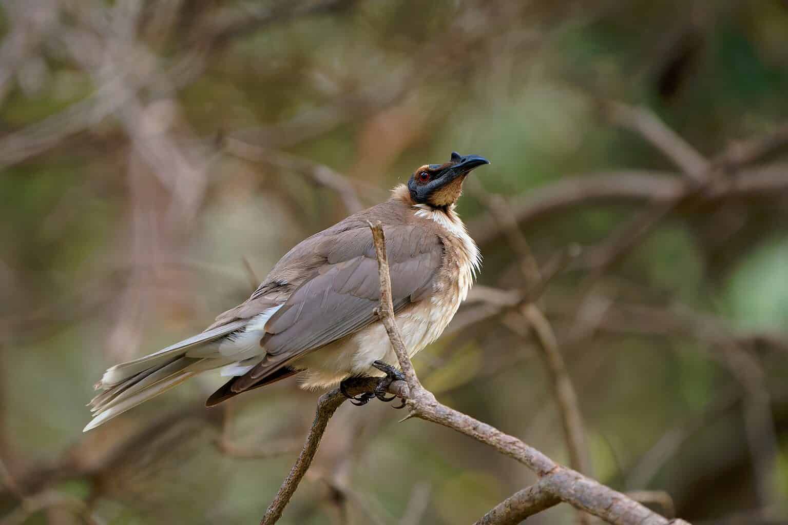 9 Of The World's Funniest Birds - A-Z Animals