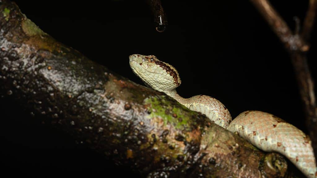 Malabar pit viper on a log