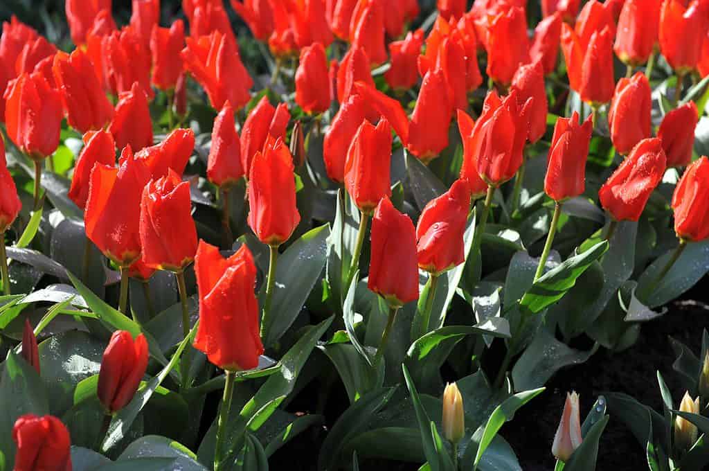 Garden filled with blooming Red Emperor Tulips