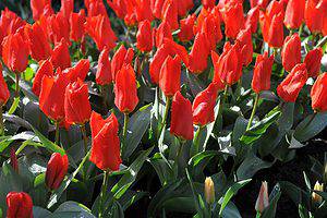 5 Stunning Tulips Varieties to Grow in South Carolina Picture