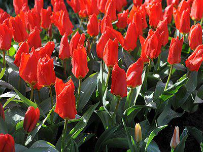 A 5 Stunning Tulips Varieties to Grow in South Carolina