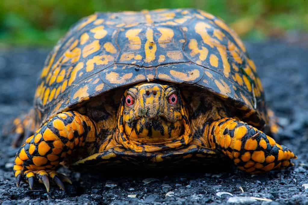 north american box turtle