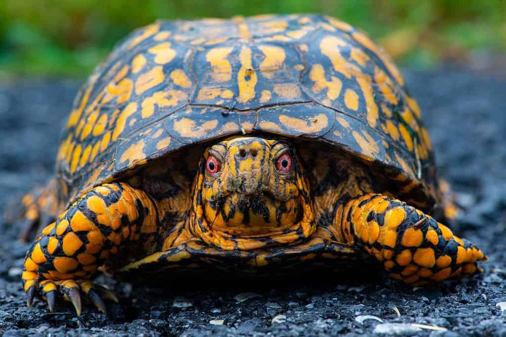 Turtle, Species, Classification, & Facts