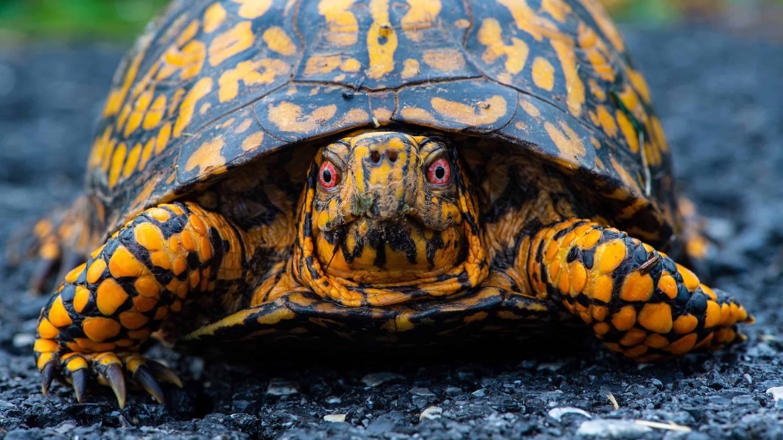 north american box turtle