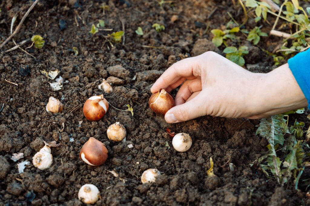 Hands holding tulip bulbs before planting