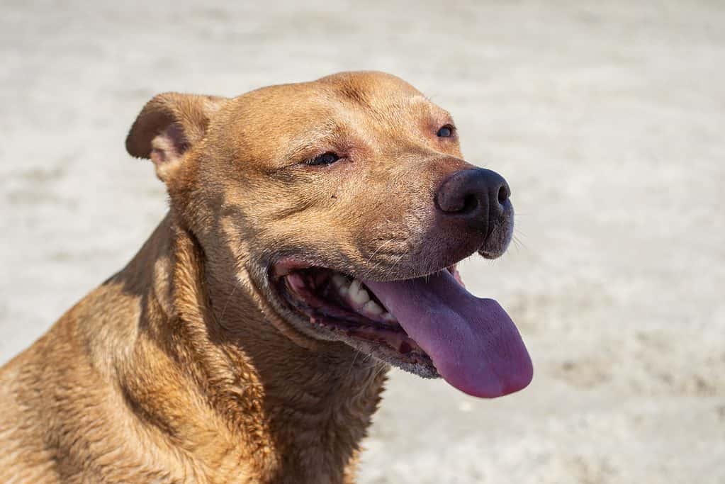 Shiba-pit mix