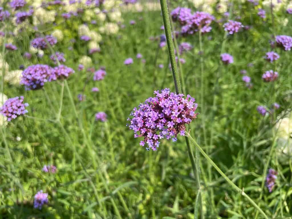 flowering verbena plant