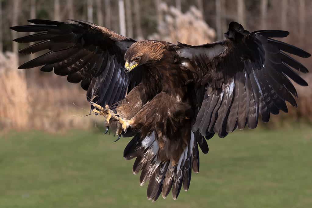 Golden eagle are dark brown with golden blonde feathers 