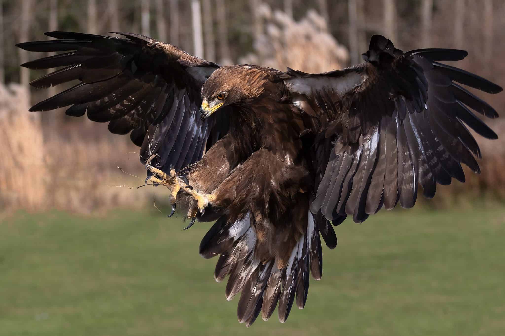 Golden Eagle: National Bird of Mexico - A-Z Animals