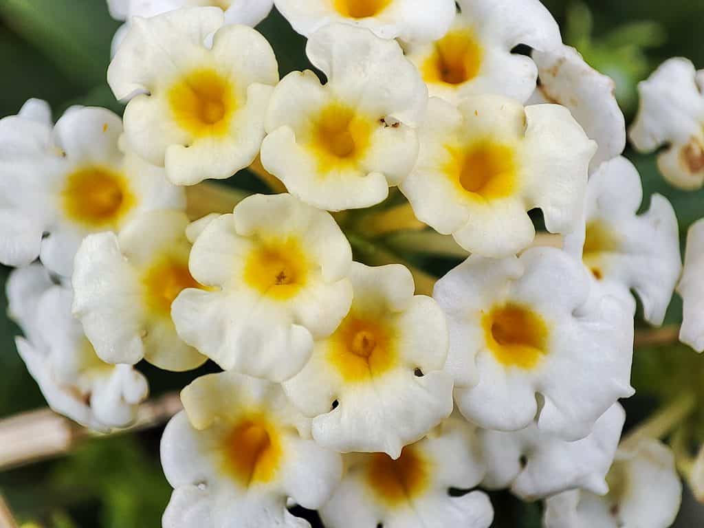 Buttonsage is a woody shrub that produces clusters of white to lavender flowers. 