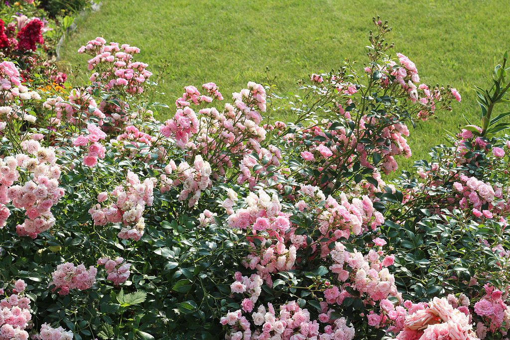 Ground cover roses in the light pink variety Fairy covering a portion of a garden