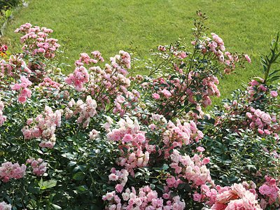 A 11 Types Of Groundcover Roses for Landscaping