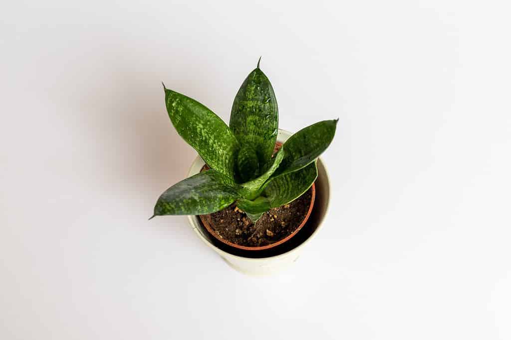 Sansevieria hahnii birds nest snake plant on isolated white background.